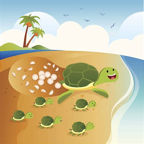 Turtle Eggs Beach Illustrations, Royalty-Free Vector Graphics & Clip ...