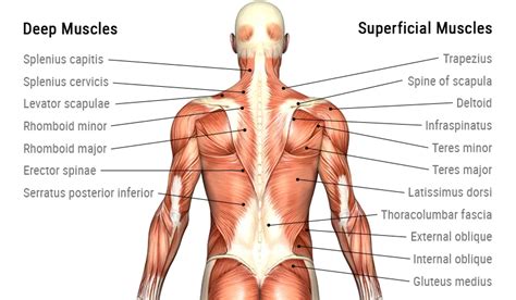 Muscles Of The Back - Anatomy And Function Of All Back Muscles