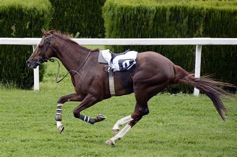 Free Image on Pixabay - Horse Race, Racecourse, Competition ...