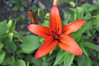 Red Lily | Gardens red star,,best flowering time is going on… | yrjö ...