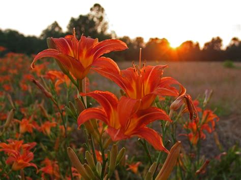 Orange Lilies at Sunset | These orange lilies grow wild all … | Flickr