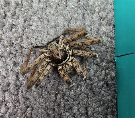 Help identifying this spider Sydney NSW : r/australia