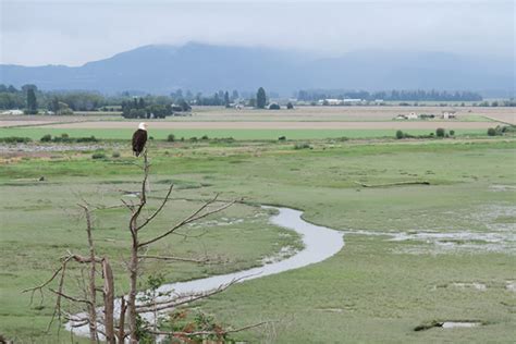 Chinook Salmon Habitat Restoration in Washington Sees Positive Results ...