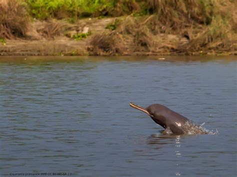 South Asian River Dolphin: Is It Endangered?