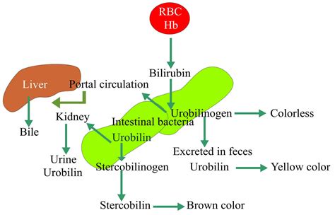 Urobilinogen in urine - what causes positive or high urobilinogen levels