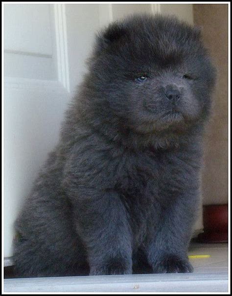 Blue Chow puppy (male) by Puertorrican girl!, | Puppy pictures, Chow chow puppy, Chow dog breed