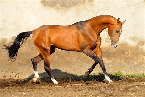 Marapat - Farm stud DACOR Akhal Teke Horses, Arabians, Rare Horse Breeds, Horse Markings, Pony ...