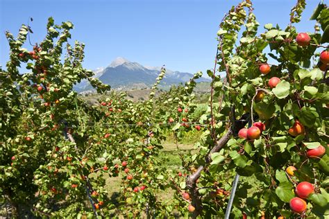 Swiss government launches new climate strategy for agriculture - SWI ...