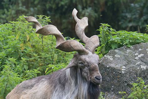 Mammal of the Month: Markhor – The Western Hemisphere