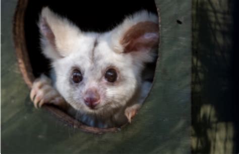 Greater glider populations are decreasing in Australia while selective logging regimes power on ...