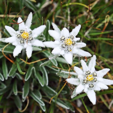 Edelweiss is a mountain flower, associated with the Alps. It is also the inspiration for a song ...