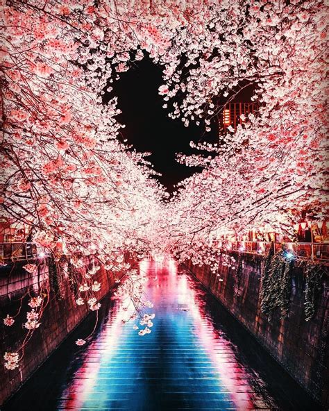 Meguro River Cherry Blossom Walk- Tokyo, Japan : r/pics