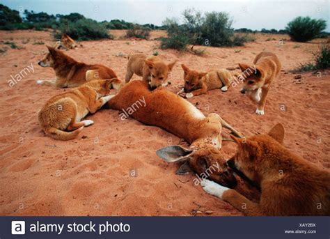 Dingo Eating Stock Photos & Dingo Eating Stock Images - Alamy