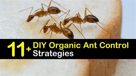 11+ DIY Organic Ant Control Tips & Recipes