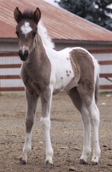 Tobiano | Veterinary Genetics Laboratory