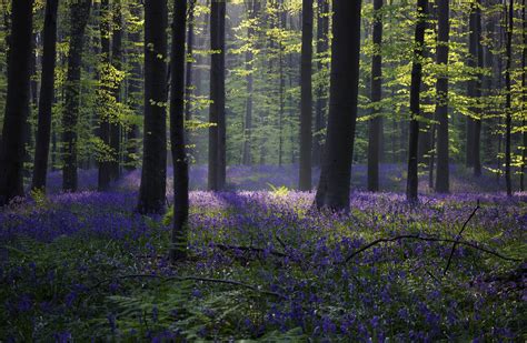 Wallpaper forest, bluebell, sunlight, spring, Halle, Belgium, 4k, 5k, Nature #13445