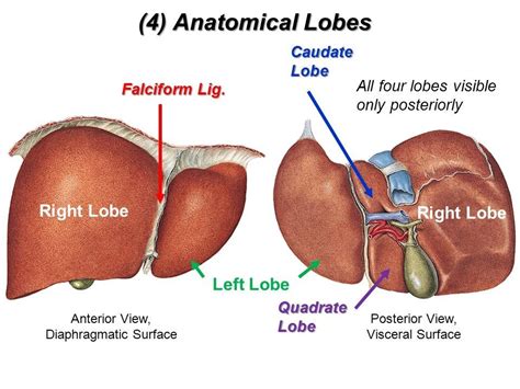 Lobes Of Liver Diagram