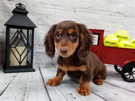 Dachshund DOG Chocolate/Tan ID:2983724 Located at Petland Murfreesboro