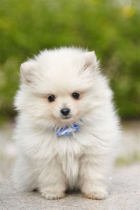 14 Small White Dog Breeds - Fluffy Little White Dogs