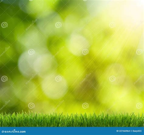 Green Grass in the Background Boke Stock Photo - Image of field, grass ...