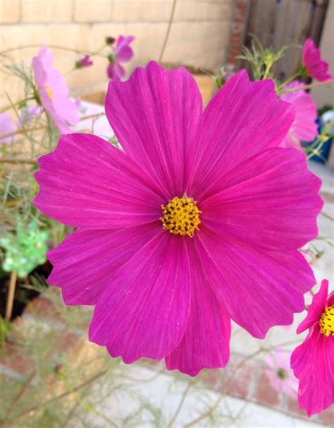 Pink Cosmos | Flowers, Plants, Pink