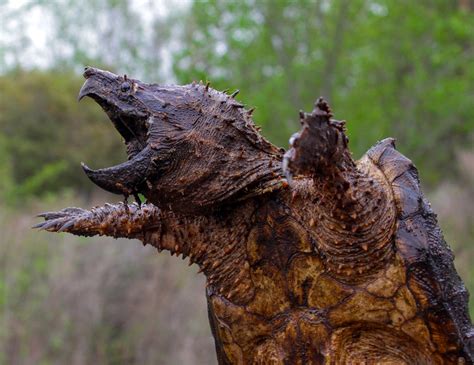 Solution for Rare Alligator Snapping Turtles Found? – The Fisheries Blog