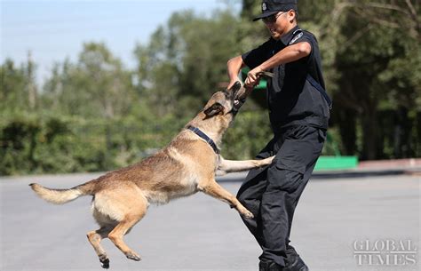 China’s police dogs train to sniff out crime - Global Times