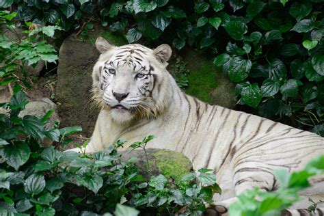 Singapore Zoo - White Bengal Tiger (1) | Sentosa Resort Island and ...