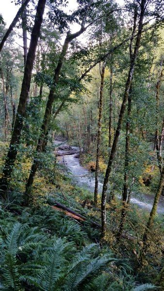 Gales Creek Trail Hiking Trail, Banks, Oregon