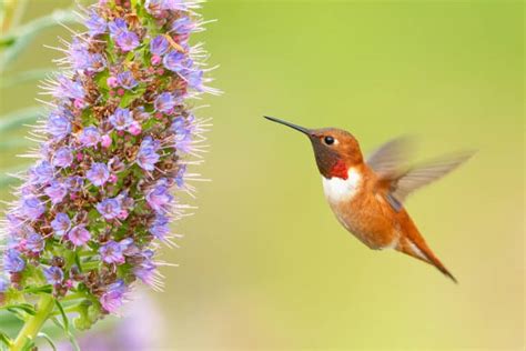 Rufous Hummingbird Pictures - AZ Animals