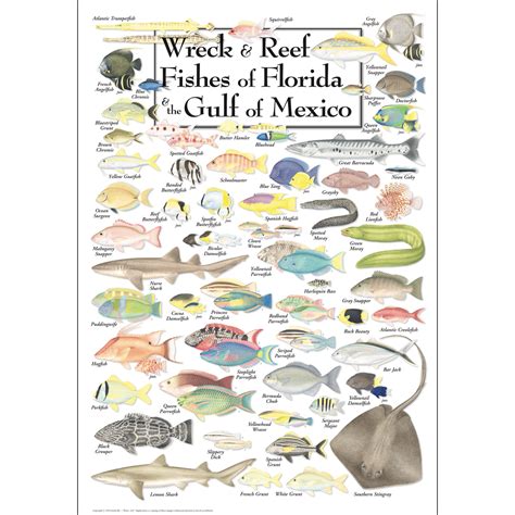 Wreck & Reef Fishes of Florida & the Gulf of Mexico - Poster - Earth ...