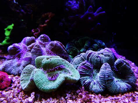 Coral Gallery Under Reef Aquarium LED • Orphek Reef Aquarium LED Lighting