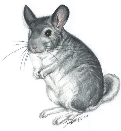 Chinchilla Sketch by chinchilla-madness on DeviantArt | Animal drawings ...