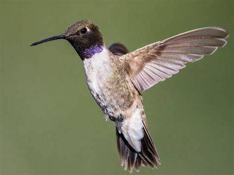 Black-chinned Hummingbird: The Common Hummingbird of the Western United States and Canada ...