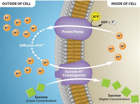 2.2.4: Active Transport - Biology LibreTexts