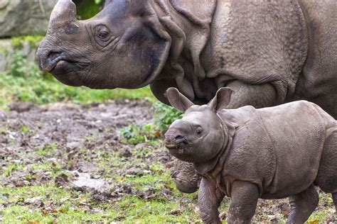 The only baby Indian rhino in Ireland has been named - The Avondhu ...