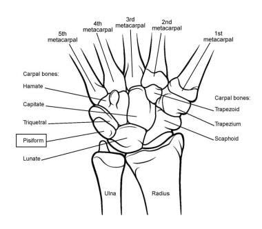 Wrist Anatomy - AOA Orthopedic Specialists