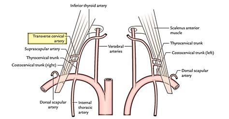 Easy Notes On 【Subclavian Arteries】Learn in Just 3 Minutes!