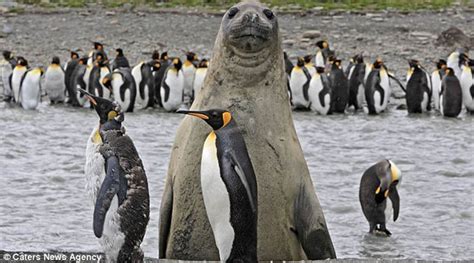 The 15 Greatest Animal Photobombs of All Time » TwistedSifter