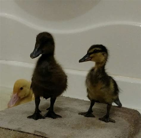 Duckling breed identification (photos)