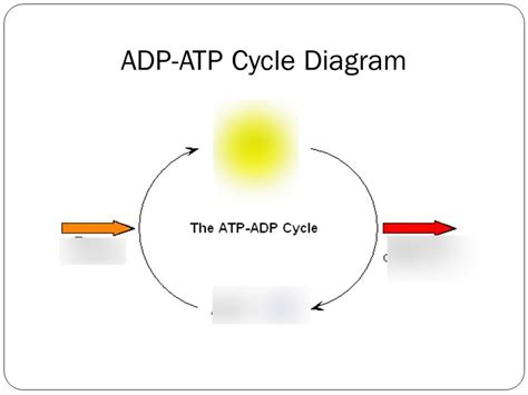 ATP and ADP Cycle Diagram | Quizlet