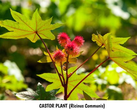 Castor Plant / Castor Oil Benefits & Uses - ital is vital