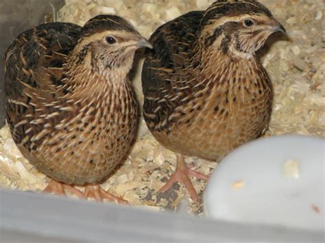 Coturnix Quail Basics- Information and Pictures Galore - Page 74