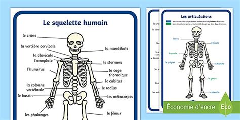 Posters : schéma du squelette humain et des articulations