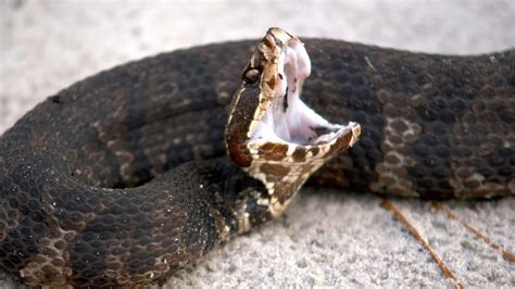 12 Most Dangerous Animals In Indiana (Some Are Deadly)