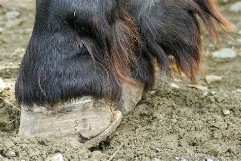 Laminitis in Horses - Symptoms, Causes, Diagnosis, Treatment, Recovery, Management, Cost