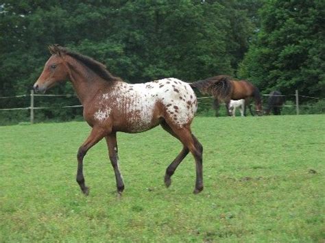 Bay appaloosa foals - Google Search | Horses, Foals, Appaloosa