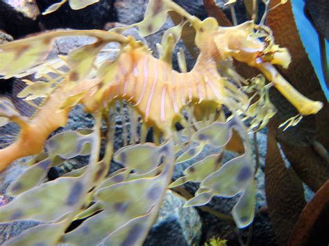 DSC28195, Leafy Sea Dragon, Monterey Bay Aquarium, Montere… | Flickr