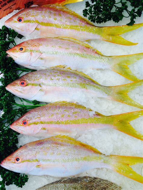 Fresh Yellowtail Snapper - Ocean Wave Fisheries