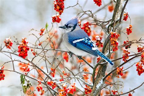 Winter Bird Photos